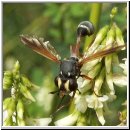 Physocephala rufipes - Dickkopffliege 11.jpg